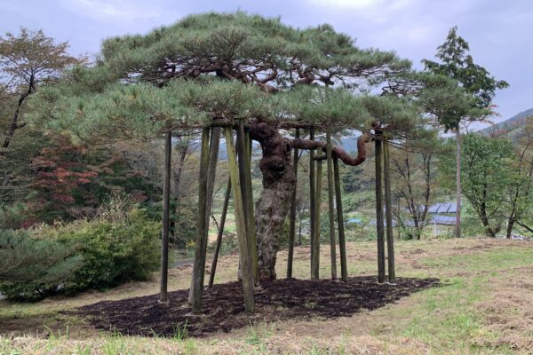 一関市川崎町で岩手県指定天然記念物・笠松3号木の治療