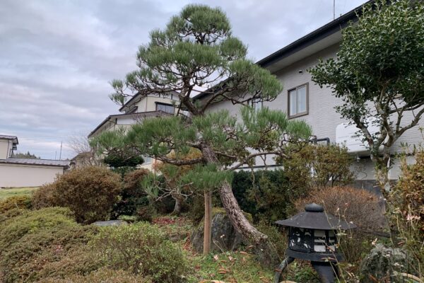 庭師さんがご高齢で引退！一関市大東町の黒松の剪定