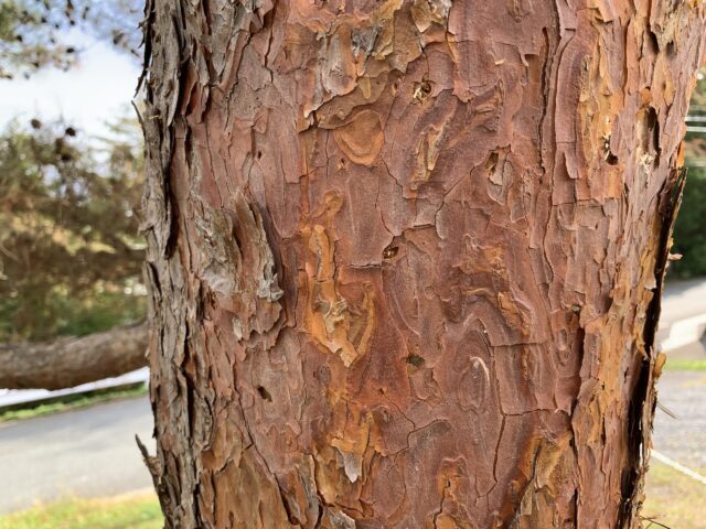 マツクイムシ病