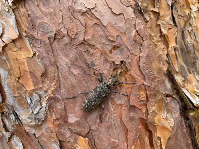 マツノマダラカミキリ