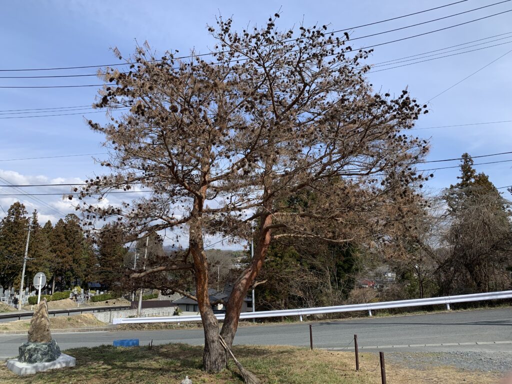 松枯れは突然おこる！マツクイムシによる松枯れ病が松を襲う実態