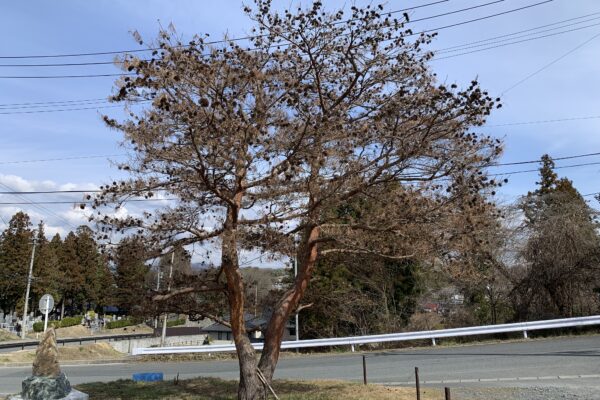 松枯れは突然おこる！マツクイムシによる松枯れ病が松を襲う実態