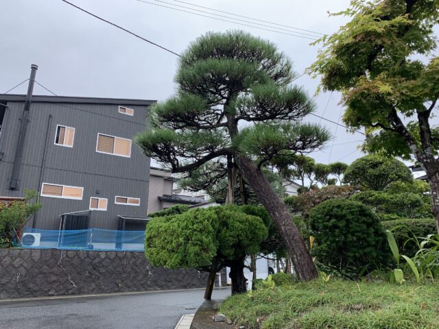 剪定作業3ヶ月後の9月の様子