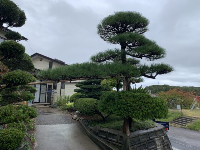 剪定作業3ヶ月後の9月の様子
