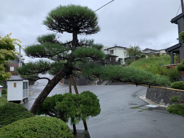 剪定作業3ヶ月後の9月の様子