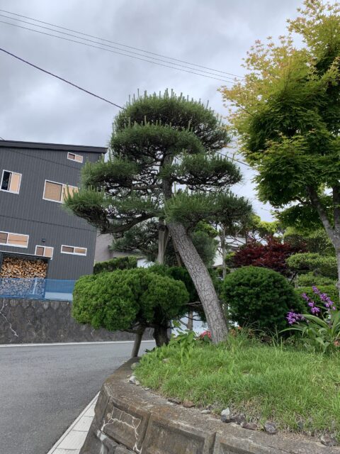 剪定12ヶ月後の状況