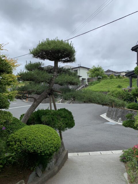 剪定12ヶ月後の状況