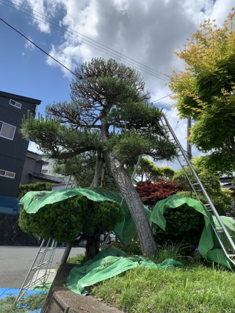 2台の三脚を使って黒松の剪定作業中