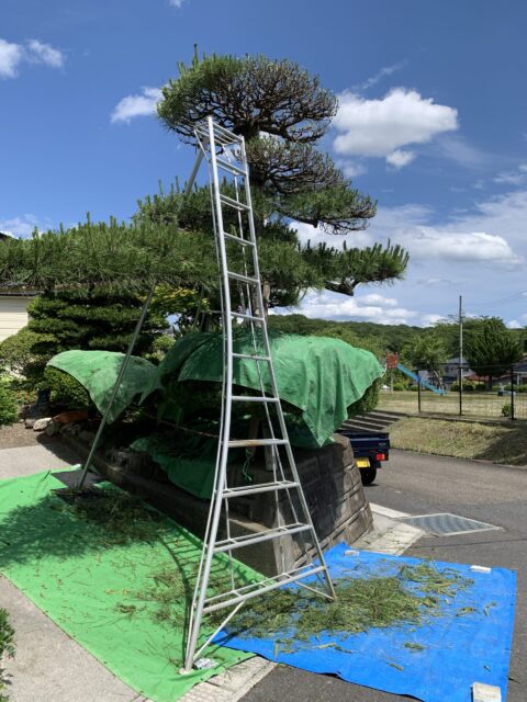 滑らないように黒松の枝に固定して剪定作業中