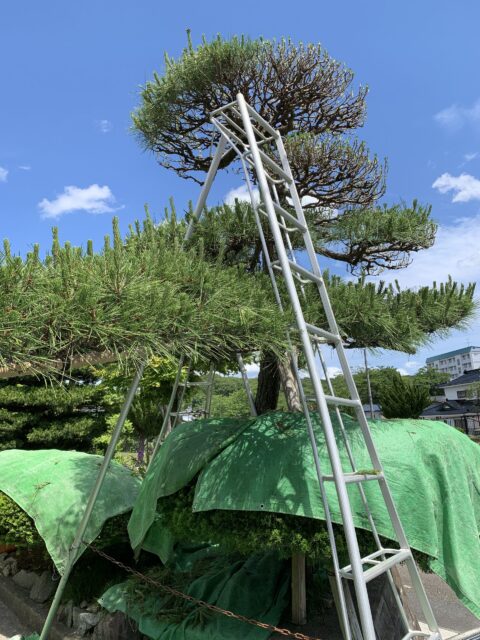 滑らないように黒松の枝に固定して剪定作業中のアップ