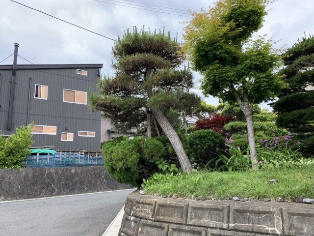 作業前のクロマツの状況