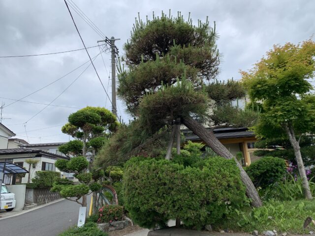 作業前のクロマツの状況