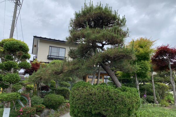 一関市関ケ丘の門かぶり黒松の剪定｜2年放置でも元に戻せる方法