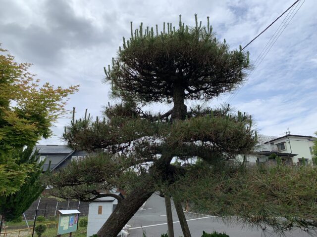 作業前のクロマツの状況