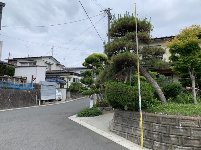 樹高4.5mのクロマツの作業前の状況
