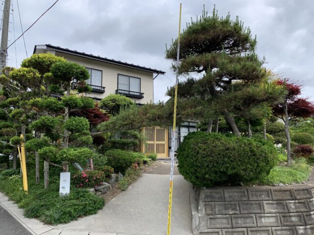 作業前のクロマツの状況